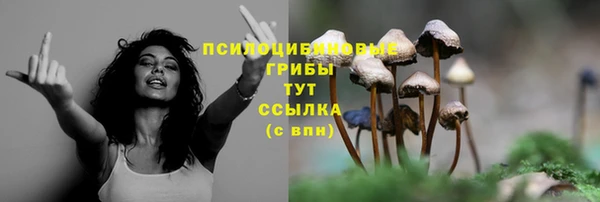 стаф Алзамай